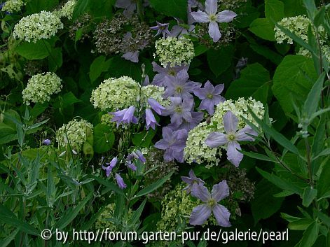 Weiße Hortensie mit Rapunzel-Glockenblume und Prince Charles