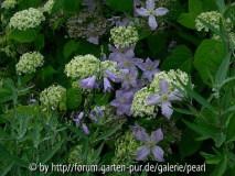Weiße Hortensie mit Rapunzel-Glockenblume und Prince Charles