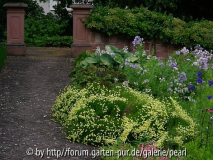 Villa Bosch: Heiligenkraut und Glockenblumen
