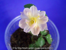 Mignon Alba-Hybride öfterblühend