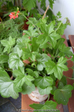 Pelargonium 1 ??
