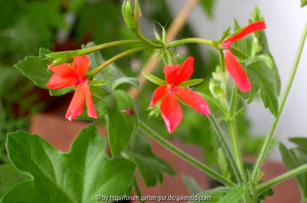 Pelargonium 1 ??  Blüte