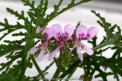 Pelargonium radens  Blüte