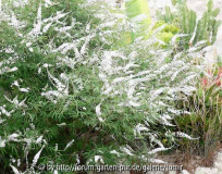 vitex.jpg