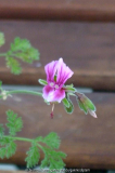 Pelargonium griseum Blüte