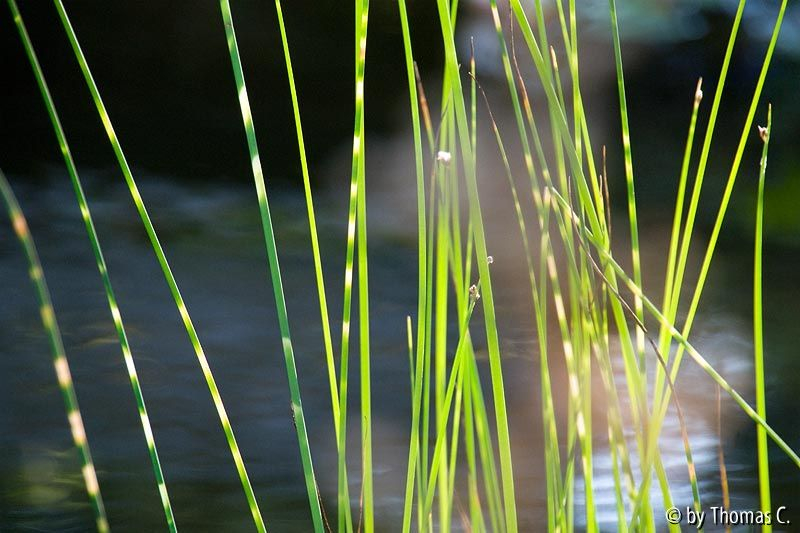 Abendsonne Ende Juni 2