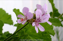 Pelargonium papilionaceum 1 ??  Blüte