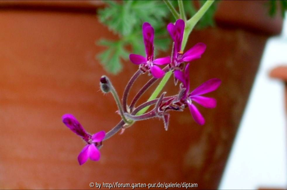 Pelargonium abrotanifolium x reniforme  Blüte