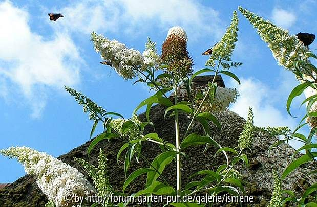 Buddleia White Ball