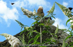 Buddleia White Ball