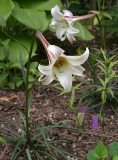 Lilium formosanum var. pricei