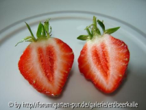 Erdbeere05.JPG