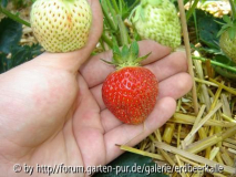 Erdbeere04.JPG