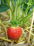 Erdbeere02.JPG