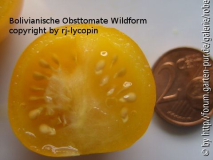 Wildtomaten