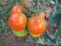 Tomaten 