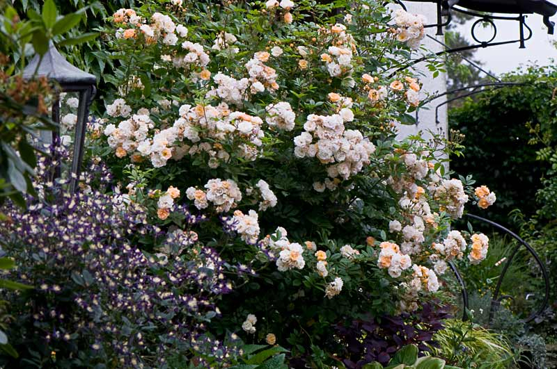 GdF mit Clematis aromatica