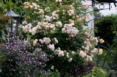 GdF mit Clematis aromatica