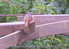 rücken