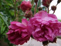 Rose de Monplaisir 26.6.