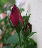 Baron de Bonstetten 26.6.