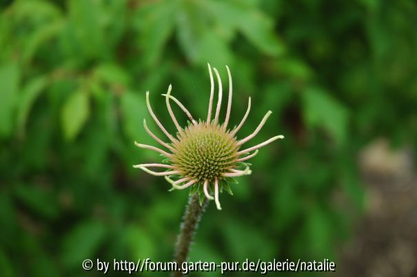 Echinacea Pallida