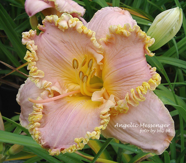 Angelic Messenger 2009