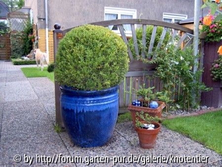 Bux im Kübel blau