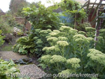 Fette Henne am Weg