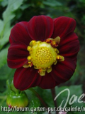 Dahlie_DR_01.jpg