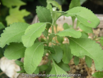 Salvia Apiana