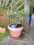 Terassenbaum selbst gezogen