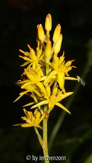 Beinbrech (Narthecium ossifragum)