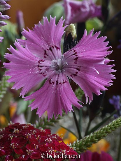 Busch-Nelke (Dianthus seguieri)