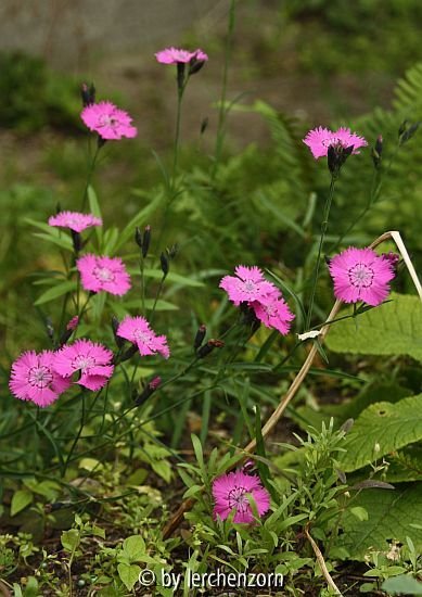 Busch-Nelke (Dianthus seguieri)