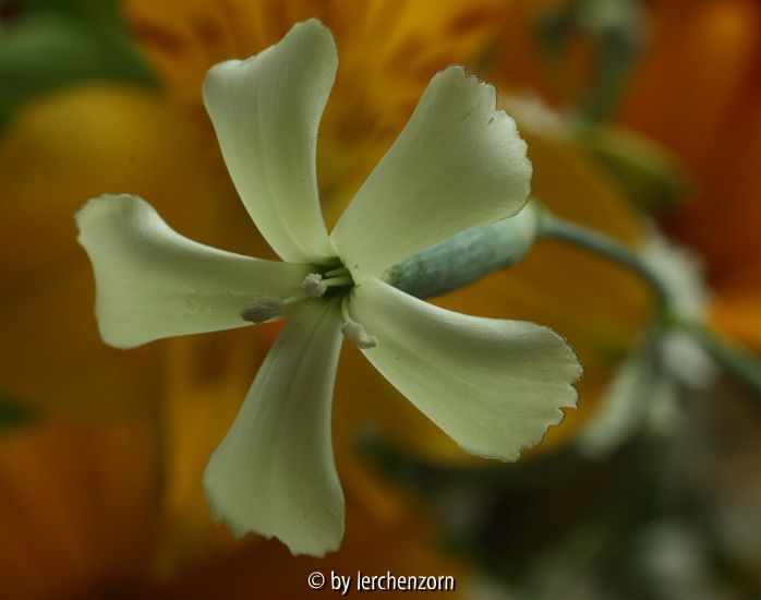 Dürftige Nelke (Dianthus leptopetalus)