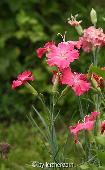Garten-Nelke (Dianthus caryophyllus)