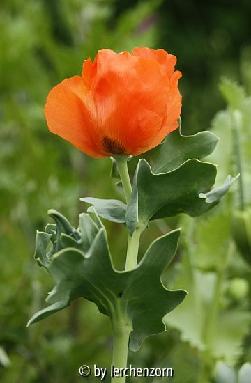 Hornmohn (Glaucium flavum var. aurntiacum)