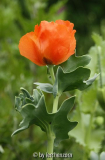 Hornmohn (Glaucium flavum var. aurntiacum)