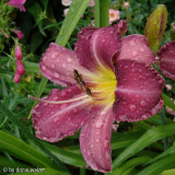 Chicago Weathermaster