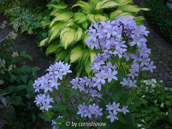 Campanula lactiflora - Sämling
