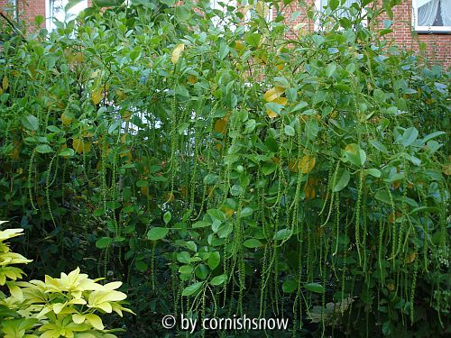 Itea ilicifolia - 06.2009