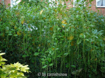 Itea ilicifolia - 06.2009