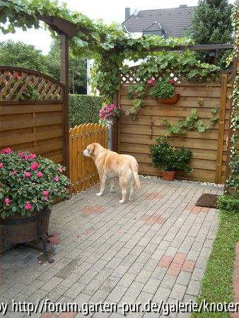 Tor mit Hund