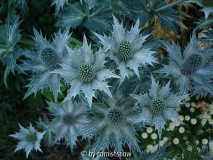 Eryngium giganteum V