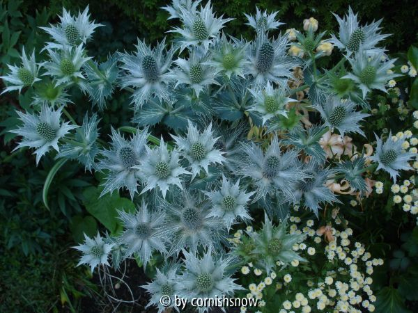Eryngium giganteum VI