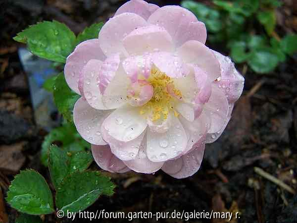Kleerose 1. Blüte