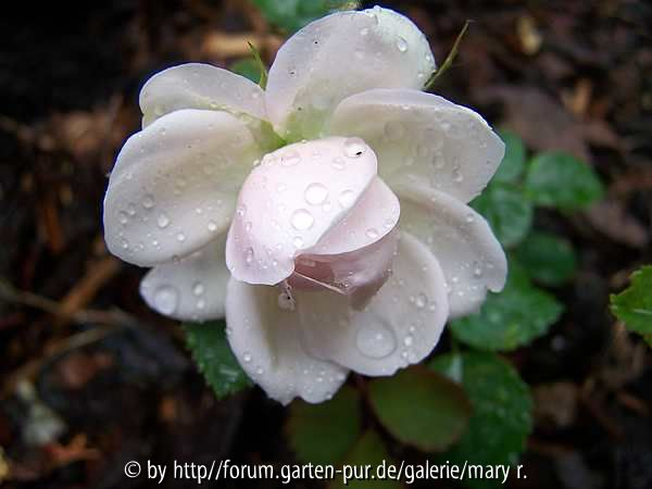 SC 1. Blüte