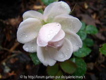 SC 1. Blüte