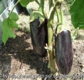 Aubergine